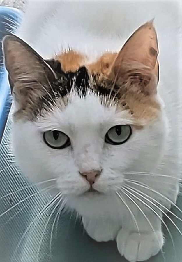 Geminha é uma gata de pelo branco e manchas pretas e amarelas nas orelhas e na cabeça; ela está sentada e olha para a câmera